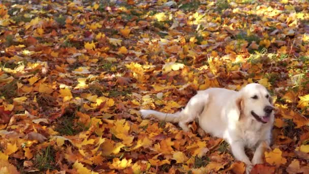 Düşen sonbahar yaprakları güzel bir golden retriever portresi — Stok video