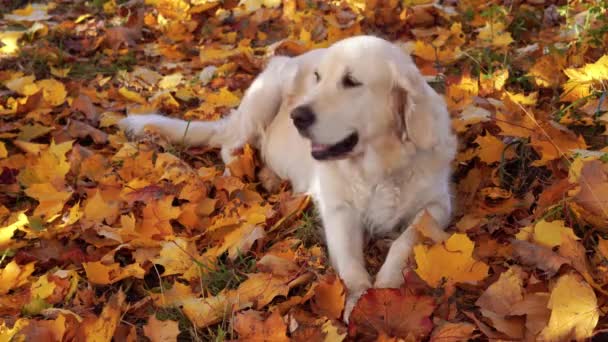 Πορτρέτο του όμορφη χρυσό retriever σε πεσμένα φύλλα το φθινόπωρο — Αρχείο Βίντεο