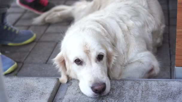 Djurvänligt café - hunden vilar i ett café som väntar på värdar — Stockvideo