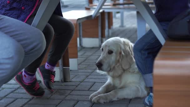 Funny video - girl feeding her dog under the table in animal-friendly cafe with french fries — Stock Video