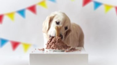 evde evcil hayvan hayat. komik video--dan belgili tanımlık köpek - et pasta yemeye güzel altın geri almak Doğum günü