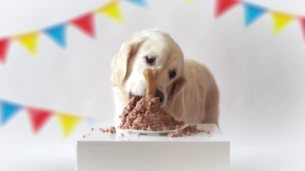 Pet life at home. funny video from the birthday of the dog - beautiful golden retriever eating meat cake — Stock Video