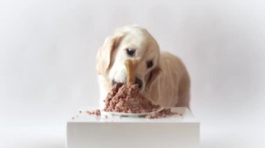 evde evcil hayvan hayat. komik video--dan belgili tanımlık köpek - et pasta yemeye güzel altın geri almak Doğum günü