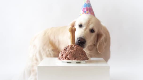 Vida de mascotas en casa. divertido video del cumpleaños del perro - hermosa golden retriever comer pastel de carne — Vídeos de Stock