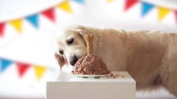 Huisdier leven thuis. grappige video van de verjaardag van de hond - mooie golden retriever eten vlees taart — Stockvideo