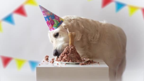 Διάρκεια ζωής κατοικίδιο ζώο στο σπίτι. αστεία βίντεο από τα γενέθλια του σκύλου - όμορφο χρυσό retriever που τρώει κρέας κέικ — Αρχείο Βίντεο