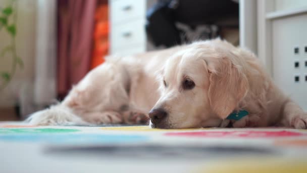 La vida feliz de las mascotas en casa - el perro hermoso grande que descansa en la habitación — Vídeos de Stock