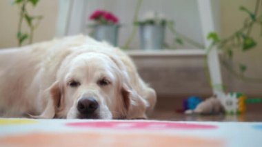mutlu pets evde - büyük köpek dinlenme odasında güzel yaşamlarını