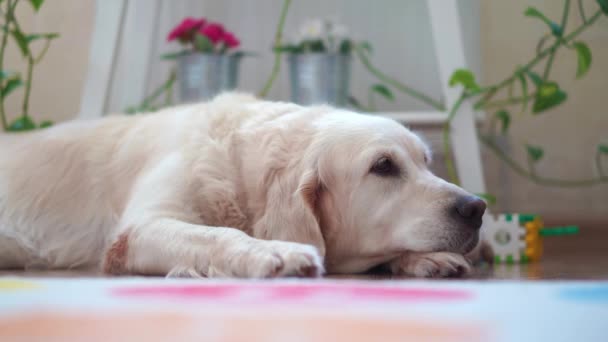 Vie heureuse des animaux domestiques à la maison - beau gros chien reposant dans la chambre — Video