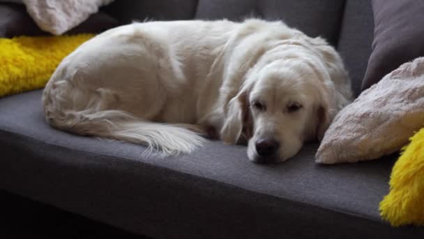 Gelukkig huisdier leven thuis - mooie hond golden retriever rusten op de sofa thuis — Stockvideo