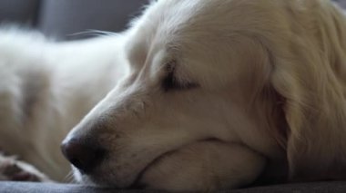 mutlu evde beslenen hayvan hayat evde - güzel köpek evde kanepede oturan altın geri almak