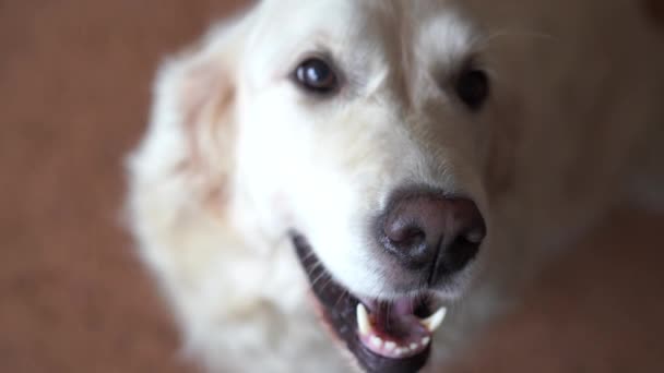 一个美丽的金毛猎狗的特写镜头肖像--专注于鼻子, 然后聚焦在眼睛上。手持式拍摄 — 图库视频影像