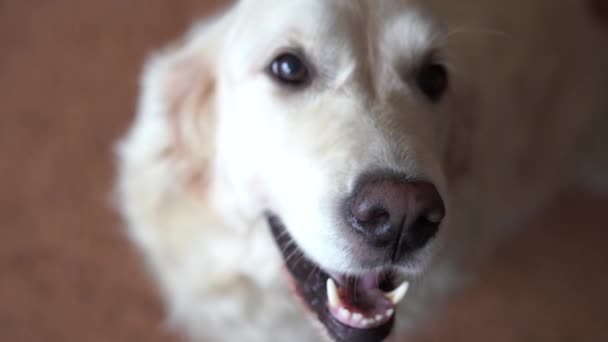 Retrato de cerca de un hermoso perro Golden Retriever: concéntrate en la nariz y luego enfócate en los ojos. disparar de mano — Vídeo de stock