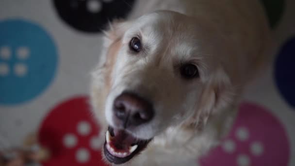 Divertido video en cámara lenta perro golden retriever captura la comida en casa. Cámara lenta, cámara de alta velocidad — Vídeos de Stock