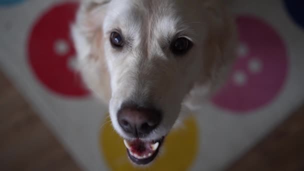 有趣的慢动作视频-狗金毛猎犬在家里捕捉食物。慢动作、高速摄像机 — 图库视频影像