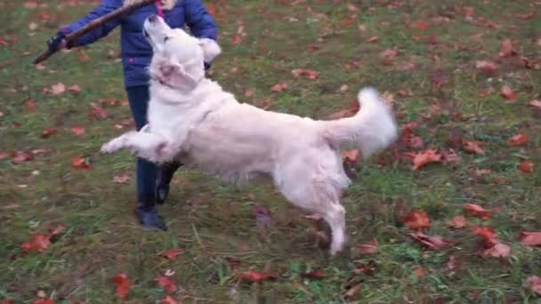 Menina feliz da aparência europeia está se divertindo jogando no parque de outono com um grande cão bonito - câmera lenta — Vídeo de Stock