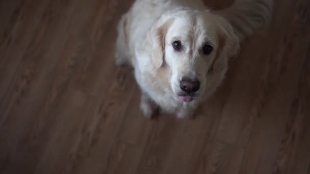 Zabawny film w zwolnionym tempie - pies golden retriever jest lizały, patrząc na kamery w domu. Zwolnionym tempie, kamera o dużej szybkości — Wideo stockowe