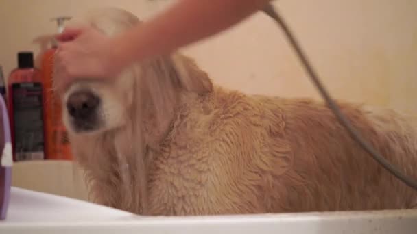 Woman washing a dog in the bathroom — Stock Video