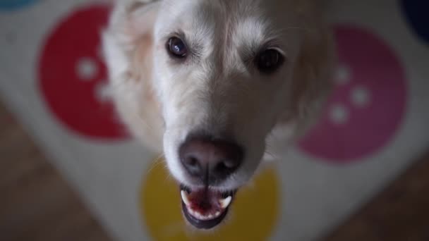 Divertido video en cámara lenta perro golden retriever captura la comida en casa. Cámara lenta, cámara de alta velocidad — Vídeo de stock