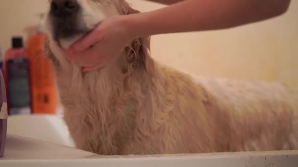 Frau wäscht Hund im Badezimmer — Stockvideo