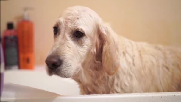 Funny wet dog stands after washing in the bathroom — Stock Video