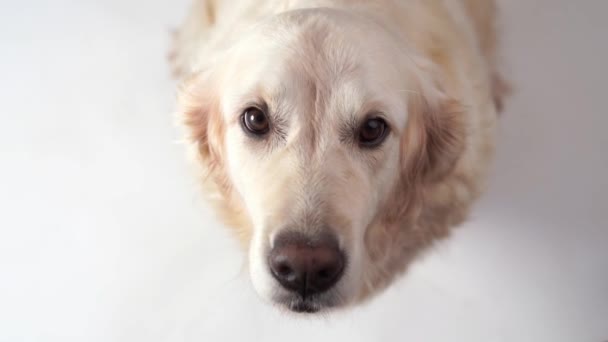 Vídeo em câmera lenta engraçado cão golden retriever pega comida em casa. Movimento lento, câmera de alta velocidade — Vídeo de Stock