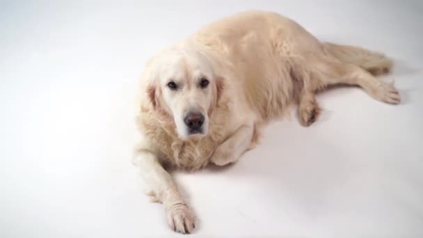 Lindo perro - retrato de un hermoso golden retriever sobre fondo blanco — Vídeos de Stock