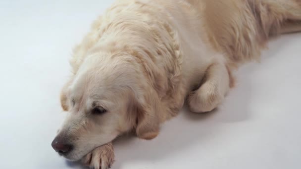 Söt hund - porträtt av en vacker golden retriever på vit bakgrund — Stockvideo