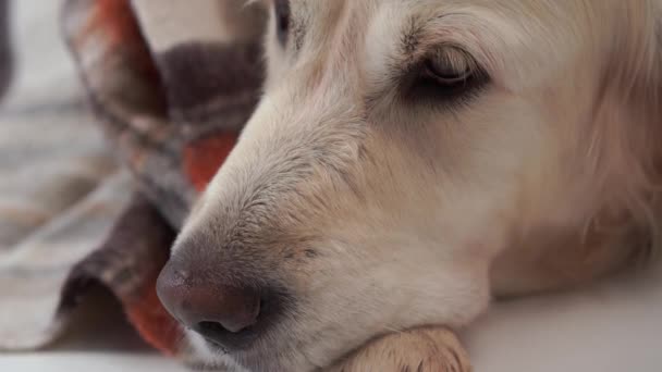 愛するペットを家庭で敷物の下で寒い冬、秋に大きな種類の犬がかかっています。 — ストック動画