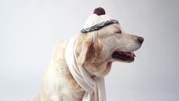 Love for pets - funny portrait of a golden retriever in a warm scarf on a white background — Stock Video