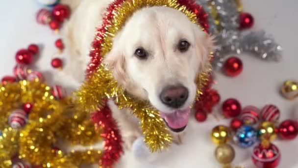 Vicces háziállat - nagy barátságos kutya pózol stúdió karácsonyi díszek egy fehér háttér — Stock videók