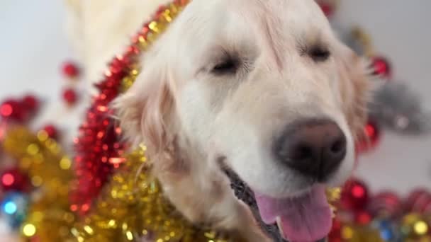 lustige Haustiere - großer freundlicher Hund posiert im Studio mit Weihnachtsdekoration auf weißem Hintergrund