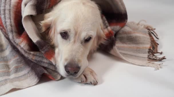 Animaux aimés à la maison - le grand chien se repose à l'automne ou dans le froid de l'hiver sous un tapis — Video