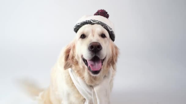 Love for pets - funny portrait of a golden retriever in a warm scarf on a white background Stock Footage