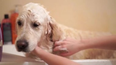 kadın banyoda bir köpek yıkama