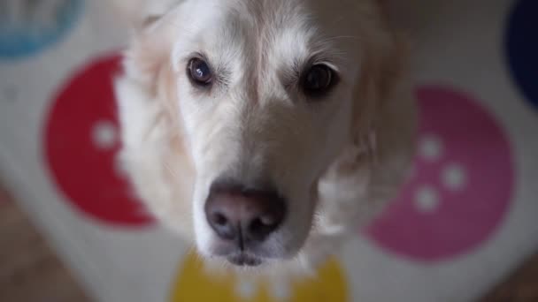 Забавное замедленное видео - собака золотистого ретривера ловит еду дома. Медленное движение, высокая скорость камеры — стоковое видео