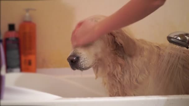 Woman washing a dog in the bathroom — Stock Video