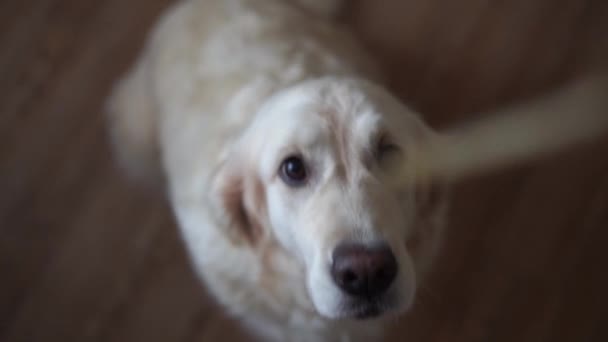 Vídeo em câmera lenta engraçado cão golden retriever pega comida em casa. Movimento lento, câmera de alta velocidade — Vídeo de Stock