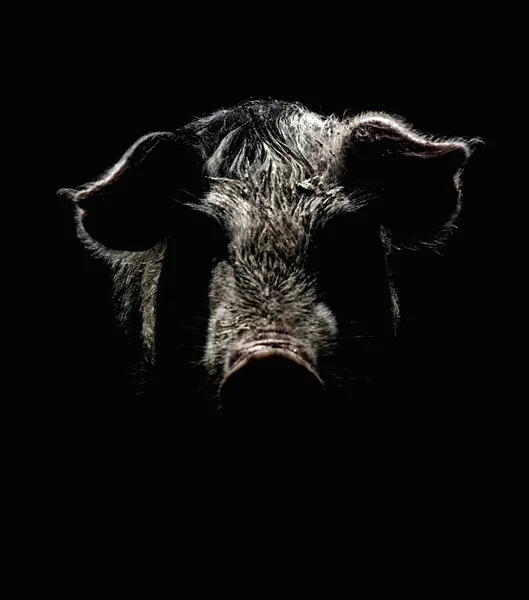 Konst porträtt av en gris. effekten av en gammal svartvit film med korn. — Stockfoto