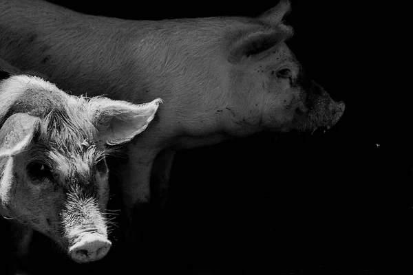 Retrato de um porco dois. efeito de um filme preto e branco velho com grão . — Fotografia de Stock