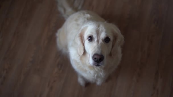 Vídeo em câmera lenta engraçado cão golden retriever pega comida em casa. Movimento lento, câmera de alta velocidade — Vídeo de Stock