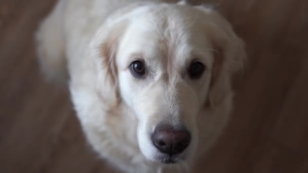 Komik video - köpek golden retriever evde yemek yakalar. — Stok video