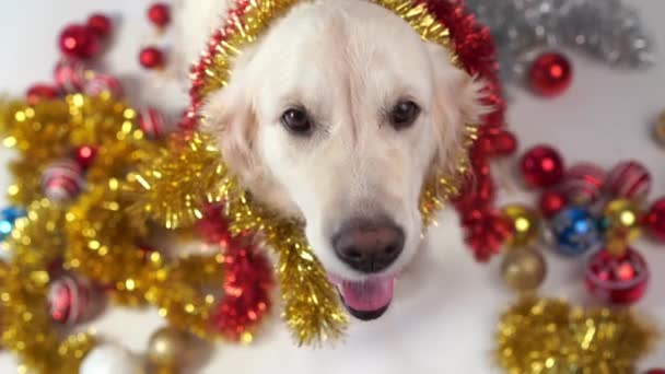 Vicces háziállat - nagy barátságos kutya pózol stúdió karácsonyi díszek egy fehér háttér — Stock videók