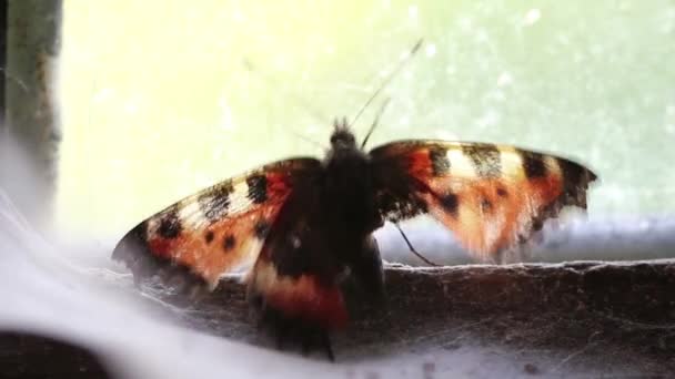 Papillon sur la fenêtre d'une maison abandonnée symbole de désespoir — Video