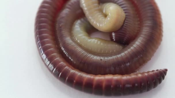 Дощовий черв'як крупним планом на білому тлі — стокове відео