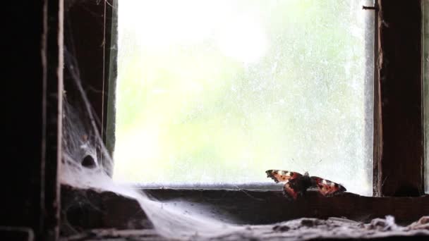 Mariposa en la ventana de una casa abandonada — Vídeos de Stock