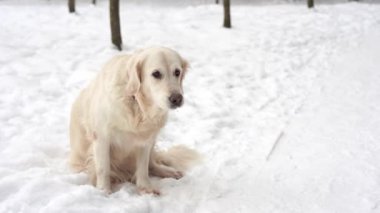 doğada - Evcil hayvan güzel bir golden retriever bir kış karla kaplı ormanda oturur.