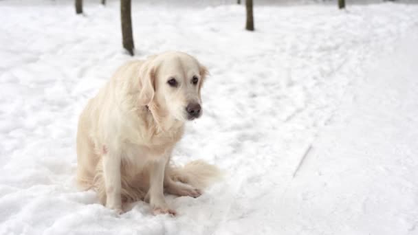 Mascotas en la naturaleza - un hermoso golden retriever se sienta en un bosque cubierto de nieve de invierno — Vídeos de Stock