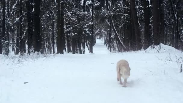 Huisdieren in de natuur - een mooie golden retriever wandelen in een winter besneeuwde woud — Stockvideo