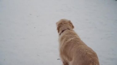 doğada - kış karla kaplı bir ormanda yürüyüş güzel bir golden retriever Evcil hayvan